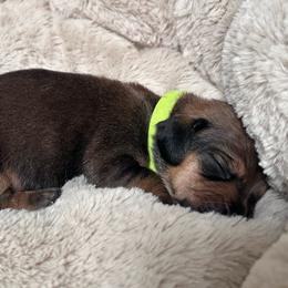 Sweet little Echo - Piebald male Dachshund puppy in Proctor, Montana from Blue Star Dachshunds