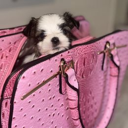 Morkie Puppies from Pink Purse Designer Breeds