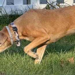 Catahoula Leopard Dogs from Compass Rose Catahoulas