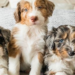 Aussiedoodles, Bernedoodles, and Poodles from Doodle Belle Puppy