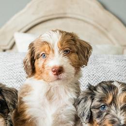 Aussiedoodles, Bernedoodles, and Poodles from Doodle Belle Puppy