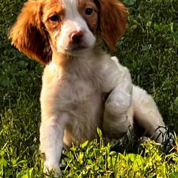 Sadie boy 1 - Orange and white male Brittany puppy in Floyd Knobs, Indiana from Cross Creek Brittanys