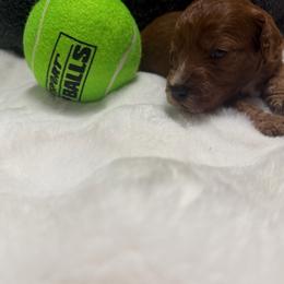 AKC Boy 1 - Red  male Poodle puppy in Southwest Ranches, Florida from Herringbone ‘s Poodles