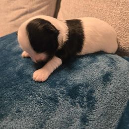 Boy 2 - male Havanese puppy in Kansas City Mo, Missouri from My Heavenly Havanese Puppies