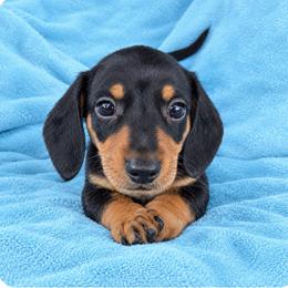 Raj- AKC - Black and tan male Dachshund puppy in Whitehouse, Texas from Daschund Pups
