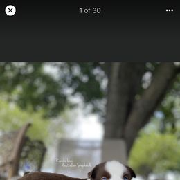 Miniature Australian Shepherd, Shih Tzu, and Toy Australian Shepherd Puppies from River Springs Aussies