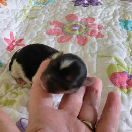Yorkshire Terrier Puppies from Paw-Perfect Palace