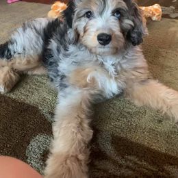 Aussiedoodle Puppies from Fetch Love Farms