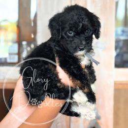 Cheddar - Grey - Tri-color male Bernedoodle puppy in Rockwall, Texas from Glory Doodles