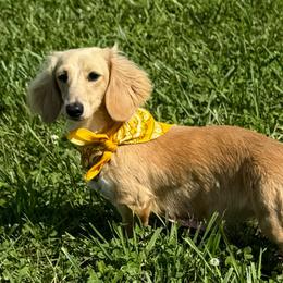 Grace - Dachshund