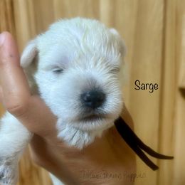 Sarge - White male Miniature Schnauzer puppy in Sedalia, Missouri from Farmer Brown's Puppies
