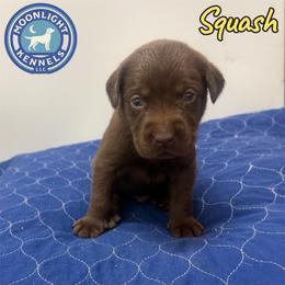 Squash - Chocolate male Labrador Retriever puppy in Elloree, South Carolina from Moonlight Kennels LLC