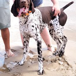 Drake - German Shorthaired Pointer