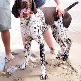Drake - German Shorthaired Pointer