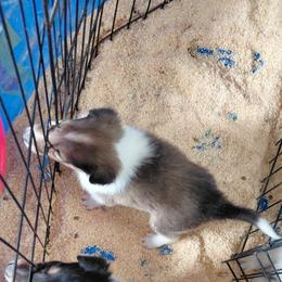 Reserved Ginger - Sable and white female Collie puppy in St Stephens, Wyoming from Desert Kennels
