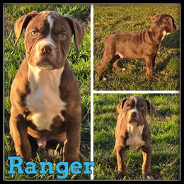 Ranger - Red and white male Olde English Bulldogge puppy in Merrill, Michigan from Haase Family Kennels