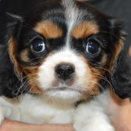 Reese - Tri-color female Cavalier King Charles Spaniel puppy in Townville, South Carolina from Mid Lake Cavaliers