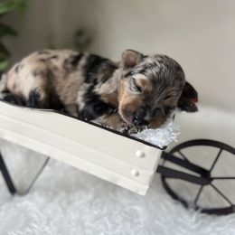 Captain Hook - Sable merle male Bordoodle puppy in Valley Center, California from Circle R Valley Bordoodls