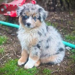 Tater - Blue merle female Miniature Australian Shepherd puppy in North Lakeport, California from Wild Rose Ranch