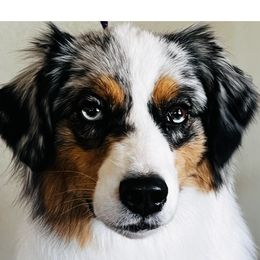 Cricket - Australian Shepherd