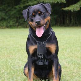 Rottweilers from Rom Haus Rottweilers, LLC
