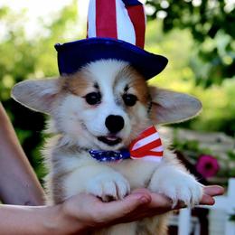 Bella - Red female Pembroke Welsh Corgi puppy in Pollock, Missouri from Northstar