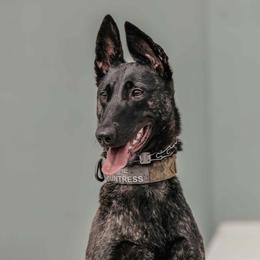 Belgian Malinois and Dutch Shepherds from Regan Wright