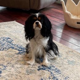 Josie - Cavalier King Charles Spaniel
