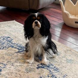 Josie - Cavalier King Charles Spaniel