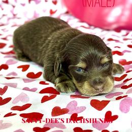 Hartley (2600 AKC pet) - Chocolate and cream male Dachshund puppy in Augusta, Arkansas from Savvy-Dee's Dachshunds