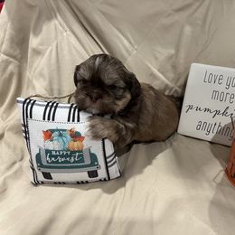 Boy 1 - Liver Shih Tzu puppy in Gulf Breeze, Florida from Garry's Shih Tzus