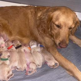 Pink Collar - Golden female Golden Retriever puppy in Peoria, Arizona from Westwing Retrievers