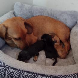 Penny - Dachshund