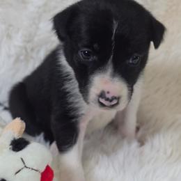 Beth (Puppy 2 -Female) - Black and white female Border Collie puppy in Danielsville, Georgia from MABorderCollies