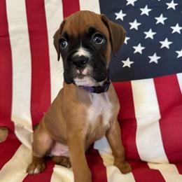 Mr Purple - Fawn male Boxer puppy in Palm Coast, Florida from Starlight Boxer Corner