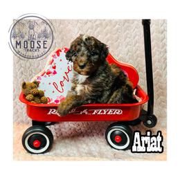 Ariat - Merle female Bernedoodle puppy in Belleville, Michigan from Moose Tracks Bernedoodles