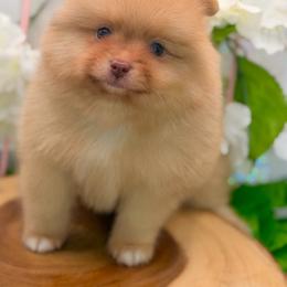 Justin - Chocolate merle male Pomeranian puppy in Gilroy, California from Belt Fed Kennels