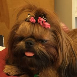Ruby - Shih Tzu