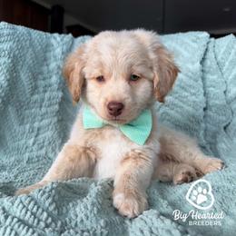 Hulk - Cream male Companion Cross puppy in Utah County, Utah from Big Hearted Breeders