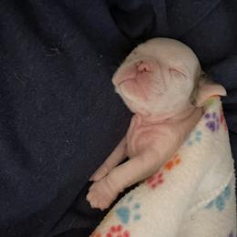 Bulldog and French Bulldog Puppies from The Georgia Bully Bunch