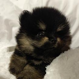 Pomeranian Puppies from Silver’s Reigning Heir Poms