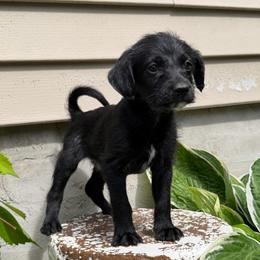 Luke Cage - Black and white male Xoloitzcuintli puppy in Manitowoc, Wisconsin from Wonderland Kennel