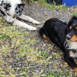 Miniature American Shepherds from Blackjack Mini Aussies