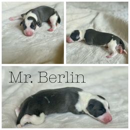 Mr. Berlin - White and blue male Italian Greyhound puppy in Texas from Italian Greyhounds of Frisco