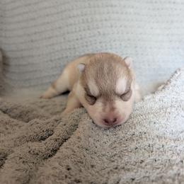 Spade - Red and white female Siberian Husky puppy in Wisconsin from Liberty Siberians