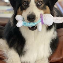 Australian Shepherds from Forevr Farm Australian Shepherds