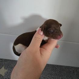 Jupiter - Piebald female Dachshund puppy in Flora, Indiana from Delightful Doxies