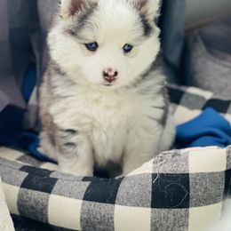 Pomsky Puppies from Pomsky Acres