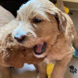 Goldendoodle and Sheepadoodle Puppies from IE Family Doodles