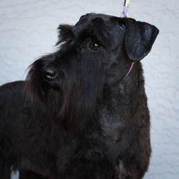 Jazz - Miniature Schnauzer